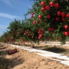 purchase Plant Pomegranate Wonderful One (tm) to 4th year ready for harvesting