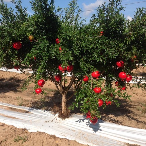 Pianta di Melograno Dolce Ako - Akko - Aco - Acco