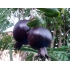 Pianta di melograno viola (varietà rara)