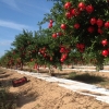 Pomegranate Tree Wondful One (tm)