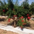 Pomegranate Tree Wondful One (tm)